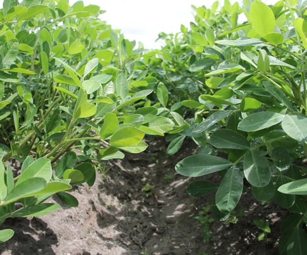 Irrigantes da Cohidro colhem amendoim duas vezes por ano