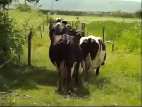 Aperipê TV mostra sucesso do Balde Cheio no Jabiberi