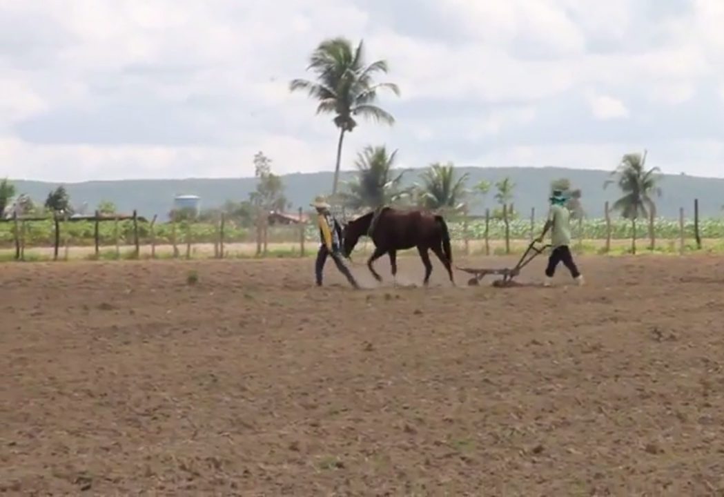 Arado a cavalo no Perímetro Irrigado Piauí