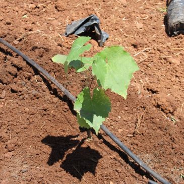 Cohidro inicia plantio de uva em cooperação com a Embrapa