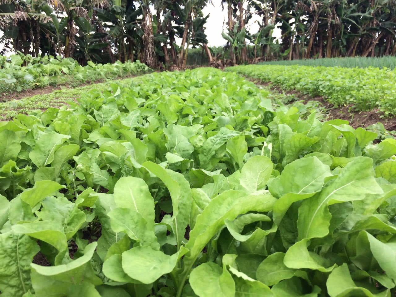 Técnicos da Cohidro fazem acompanhamento de orgânicos do Perímetro Piauí