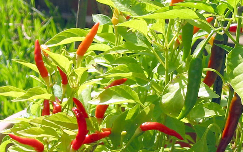 Viabilização de produção da Malagueta no Perímetro Piauí gera reportagem de TV