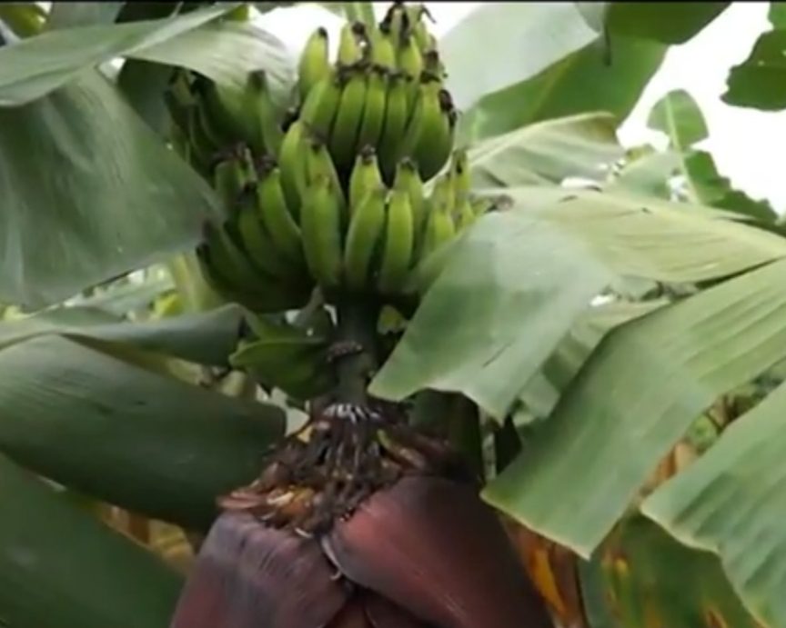 Banana prata anã no Perímetro Piauí