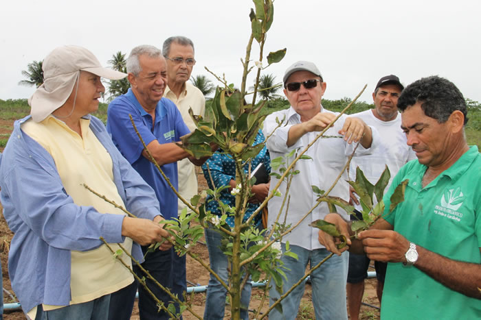 Embrapa e Cohidro iniciam a produção de pera, caqui e maçã em Lagarto