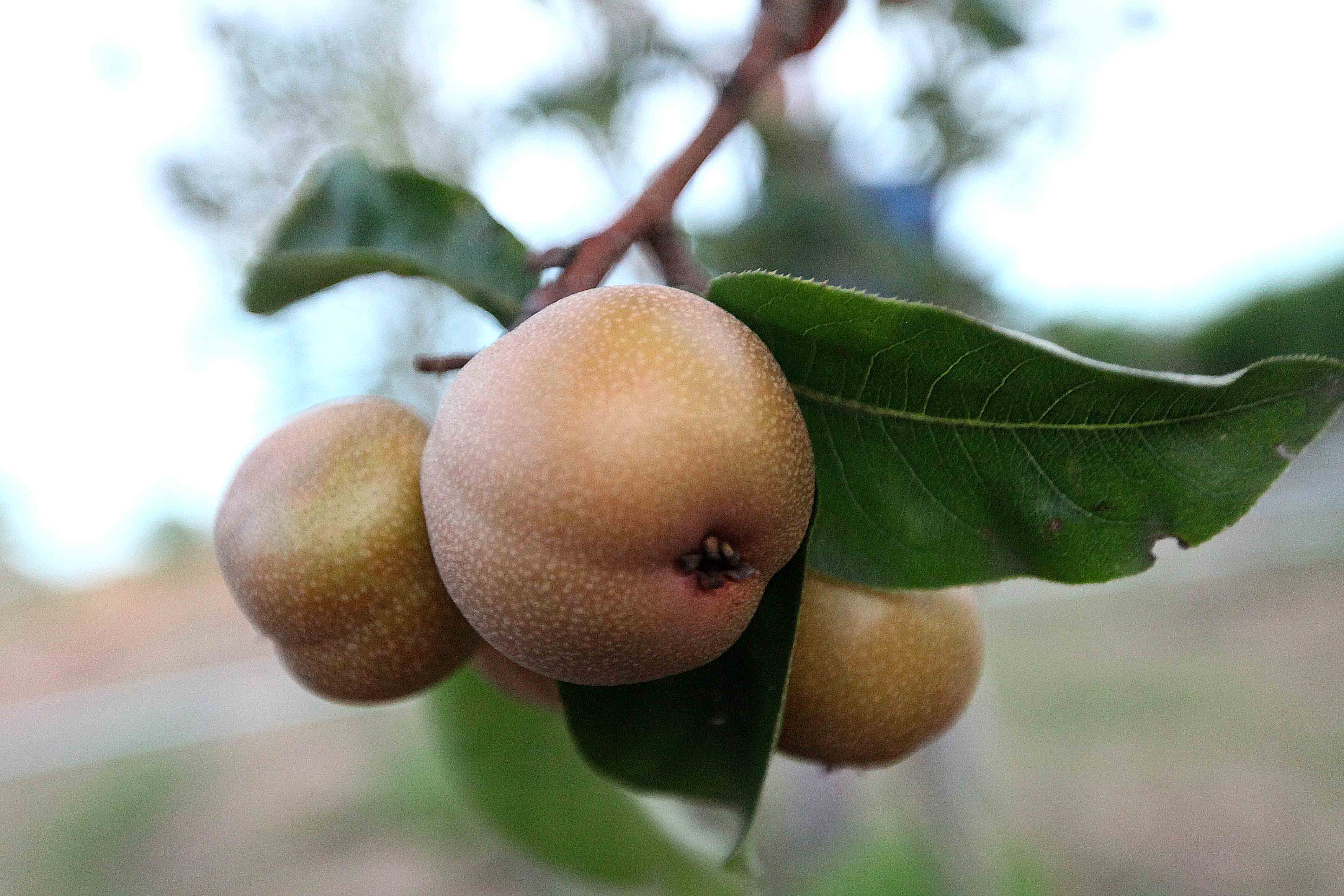 Produtores do perímetro irrigado de Lagarto registram melhorias após investimento do Governo do Estado