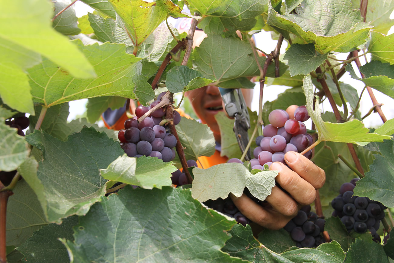 Perímetro irrigado de Canindé faz sua primeira colheita de uva em campo experimental
