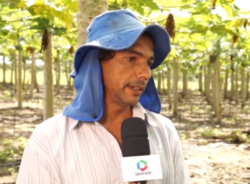 Aumenta produção de mamão havaí no Perímetro Piauí Sergipe Rural