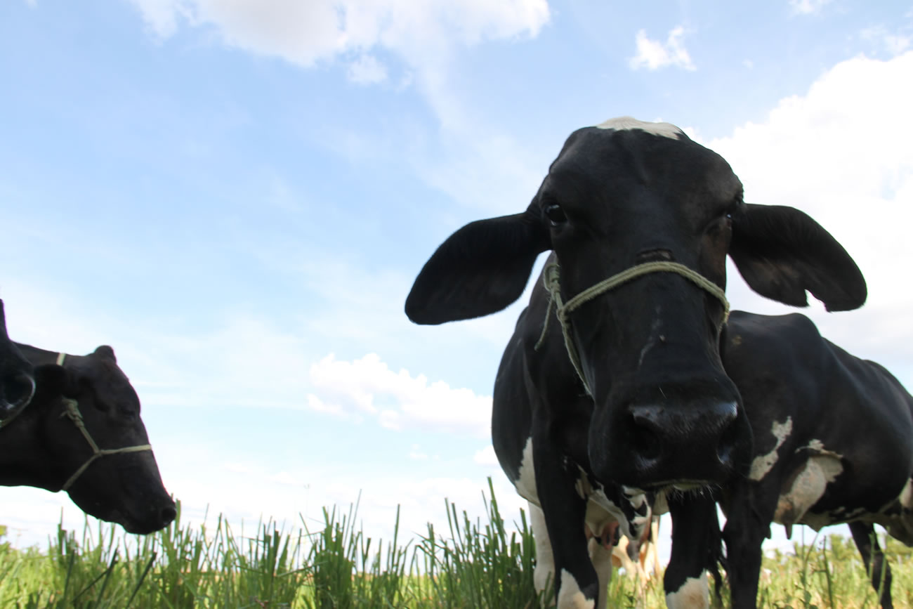 Balde Cheio no perímetro irrigado de Canindé