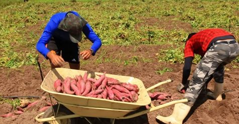 Safra de batata-doce no perímetro Jacarecica I promete ser recorde