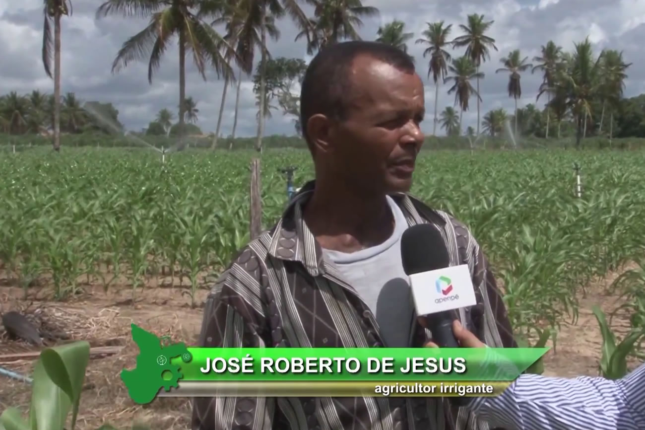 Sergipe Rural mostra aumento da produção de milho e amendoim no perímetro Piauí