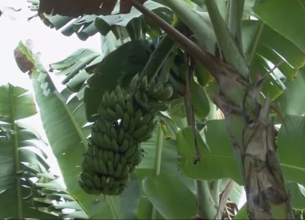 Banana prata anã no Sergipe Rural