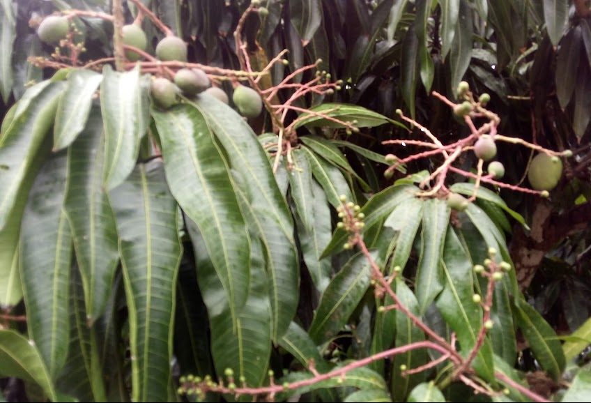 Lote do Platô de Neópolis se prepara para exportar manga à Europa