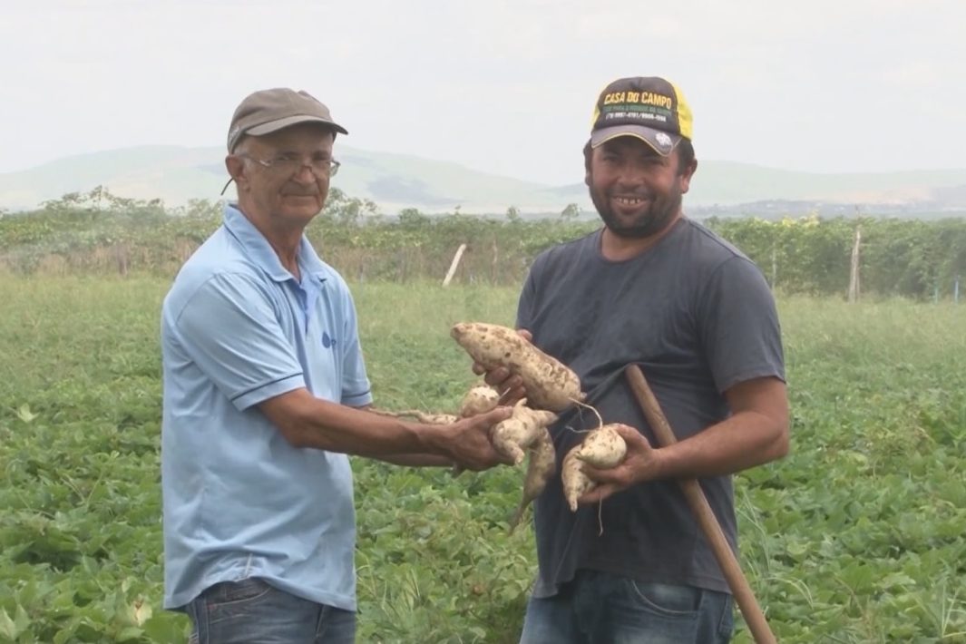 Sergipe Rural: Batata-doce ourinho dá mais rentabilidade ao produtor irrigante