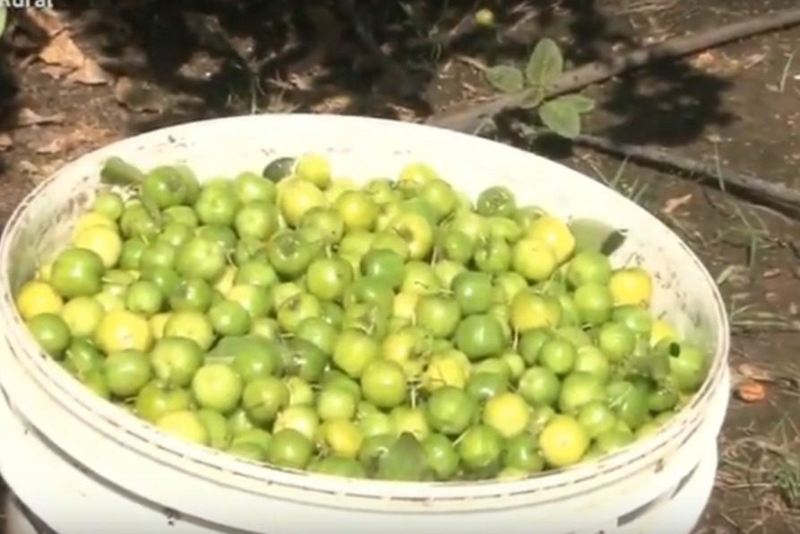 Sergipe Rural: Acerola gera emprego e renda no Jacarecica II