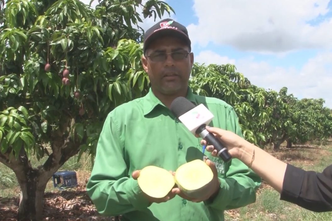 Manga do Platô tem qualidade para chegar a mercados de todo Brasil