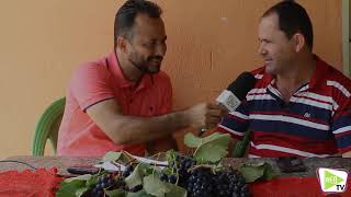Novidades na produção de uvas no perímetro irrigado de Canindé