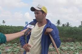 Sergipe Rural: Repolho traz vantagem para o agricultor irrigante de Lagarto