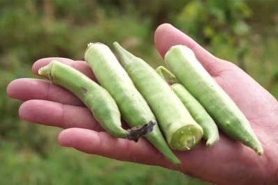 [vídeo] Irrigação possibilita produção de quiabo em Canindé de São Francisco