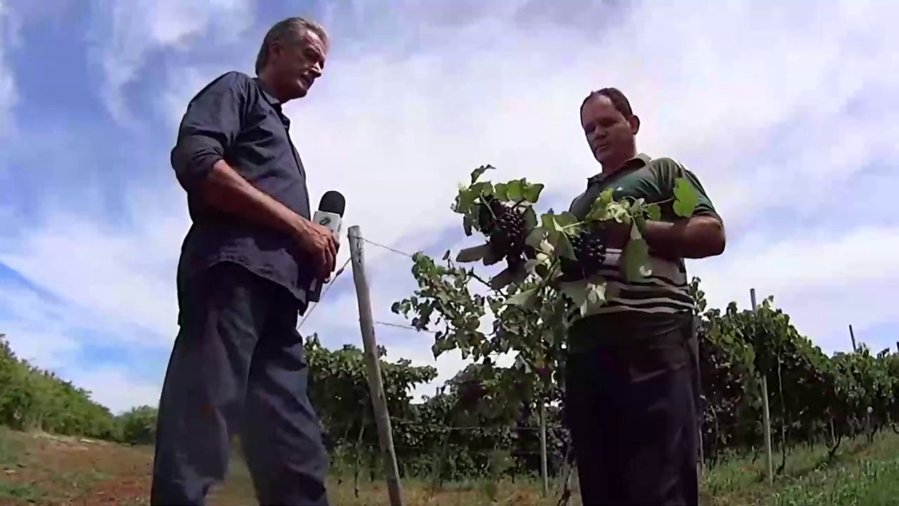[vídeo] Uva irrigada pela Cohidro em Canindé é matéria na TV Alese