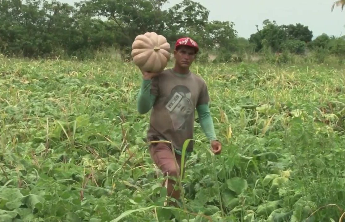 [vídeo] Irrigantes plantam abóbora em Canindé com irrigação e assistência técnica da Cohidro