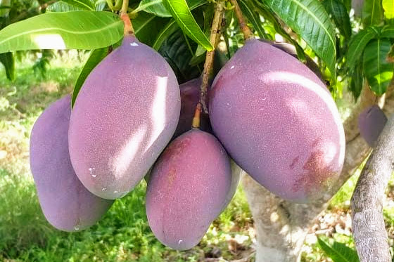 Cultivo da manga Palmer apresenta bom desempenho no Perímetro Califórnia, em Canindé