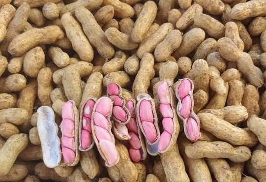 [vídeo] Irrigantes pela Cohidro em Lagarto faturam com amendoim no período junino