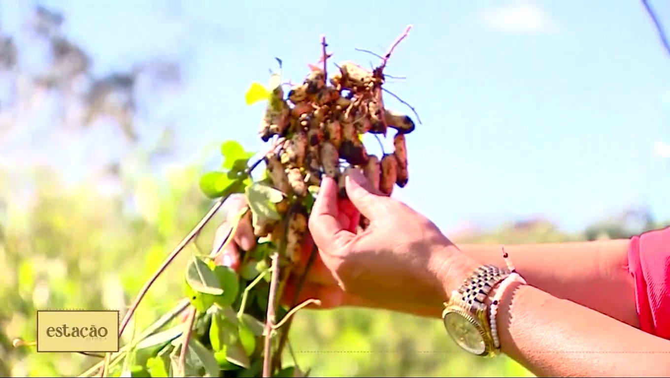 [vídeo] Dias mais quentes animam produtores de amendoim em Lagarto