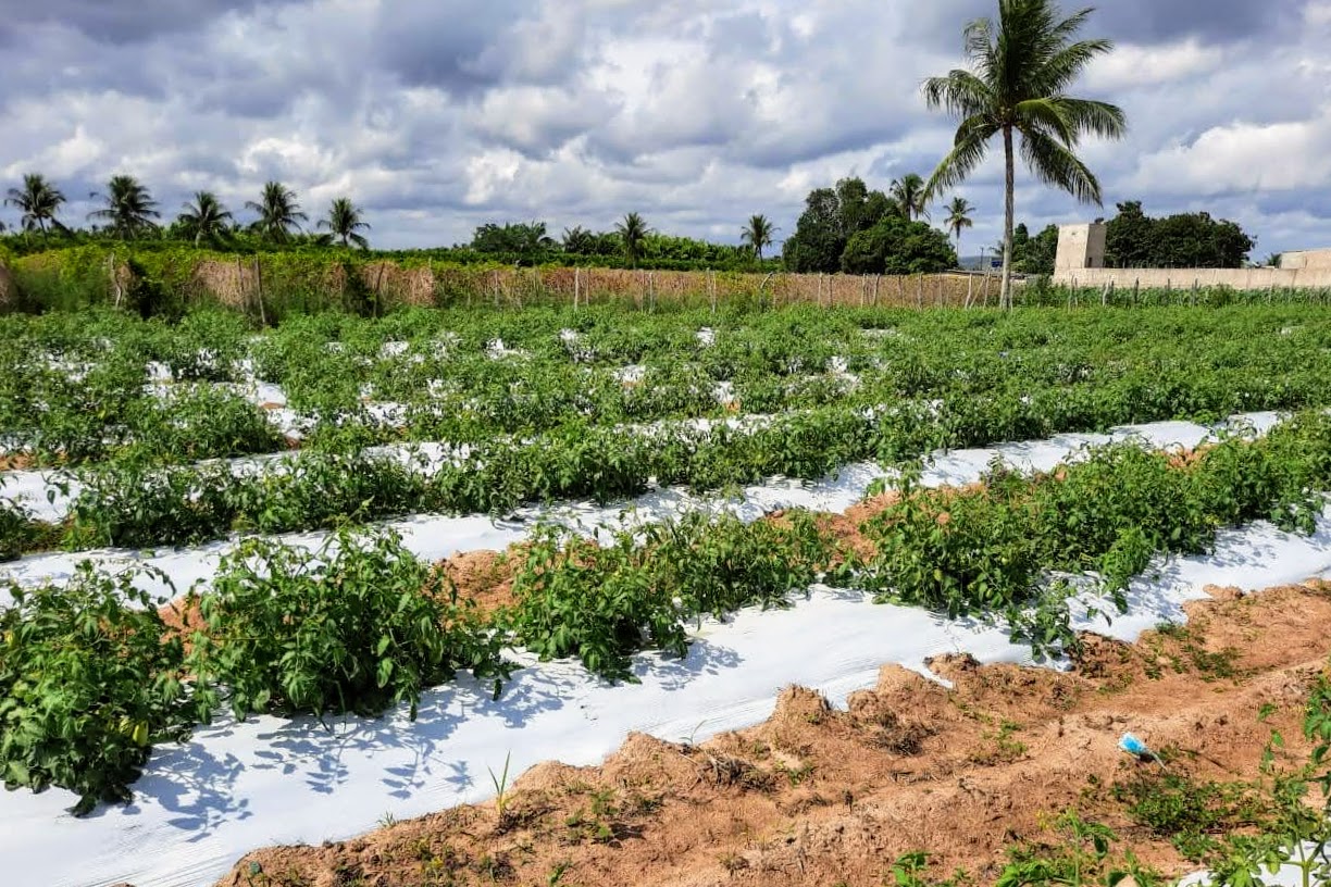 [vídeo] Tomate irrigado aumenta produção com tecnologia de plantio em lona