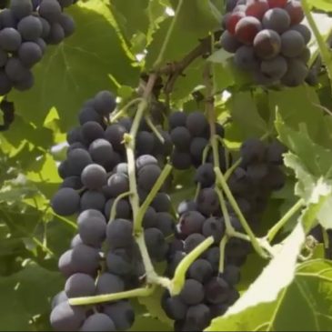 [vídeo] Produção de uva em Canindé chega a nível comercial em 8ª colheita