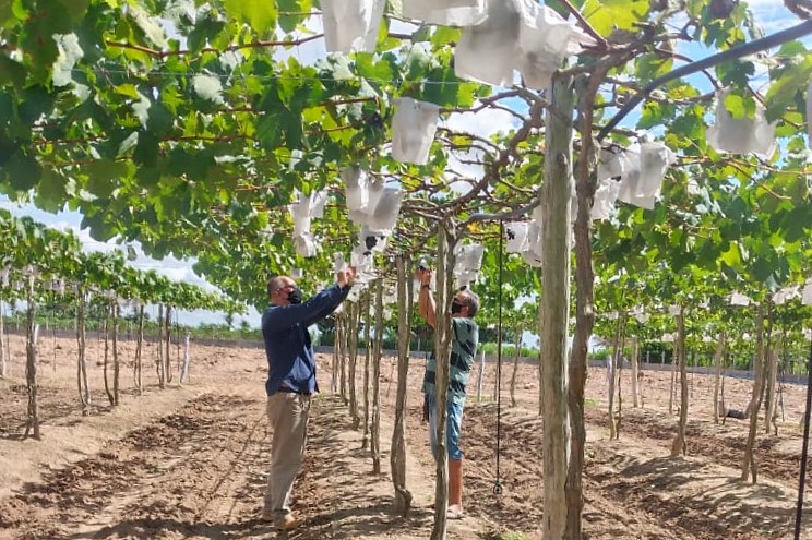 Em Lagarto, agricultor irrigante desafia clima no plantio de espécies frutíferas incomuns