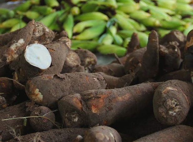 [vídeo] Macaxeira irrigada no perímetro de Lagarto foi destaque no Sergipe Rural