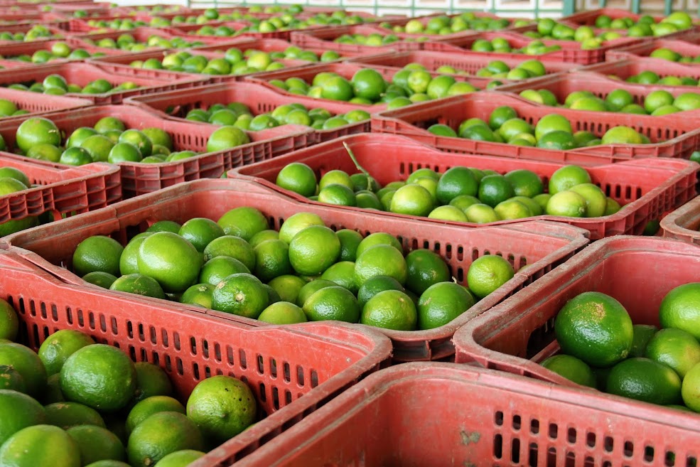[vídeo] Agro-SE: Limão Taiti no Platô de Neópolis é destinado à exportação