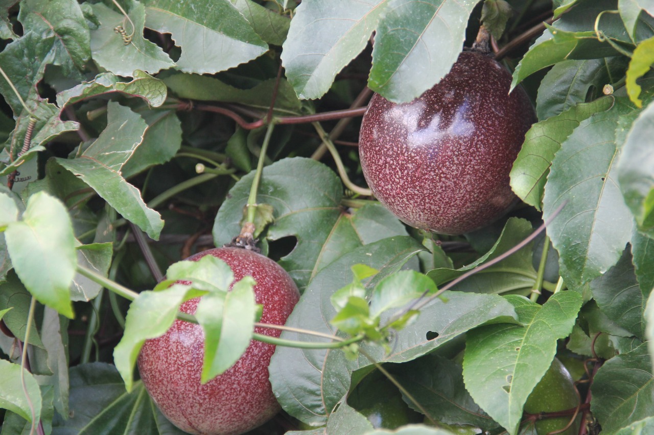 Agro-SE: Perímetro irrigado de Canindé prospera com uva, pera e agora maracujá industrial