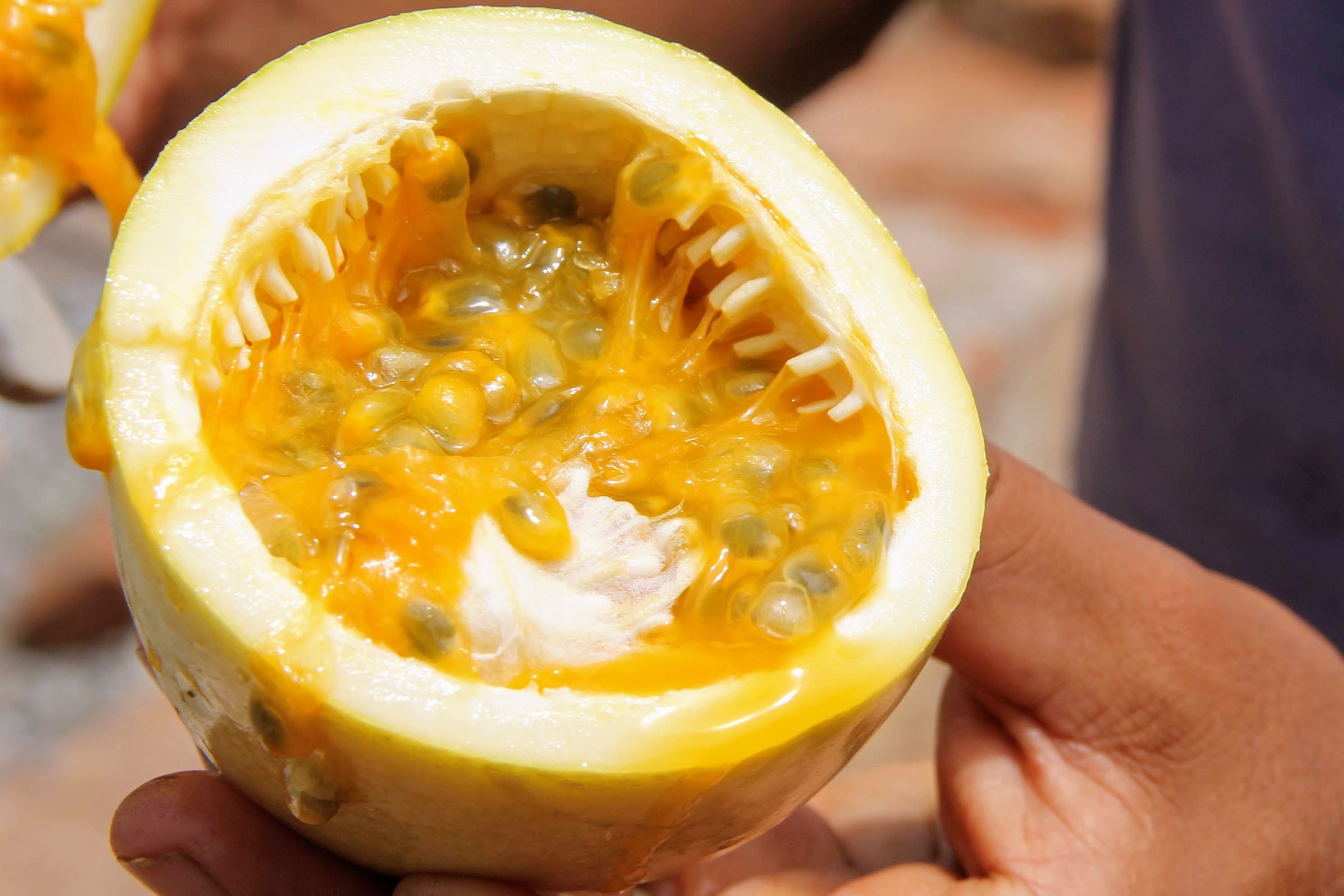 [vídeo] Maracujá irrigado em Canindé está acima da média de Sergipe