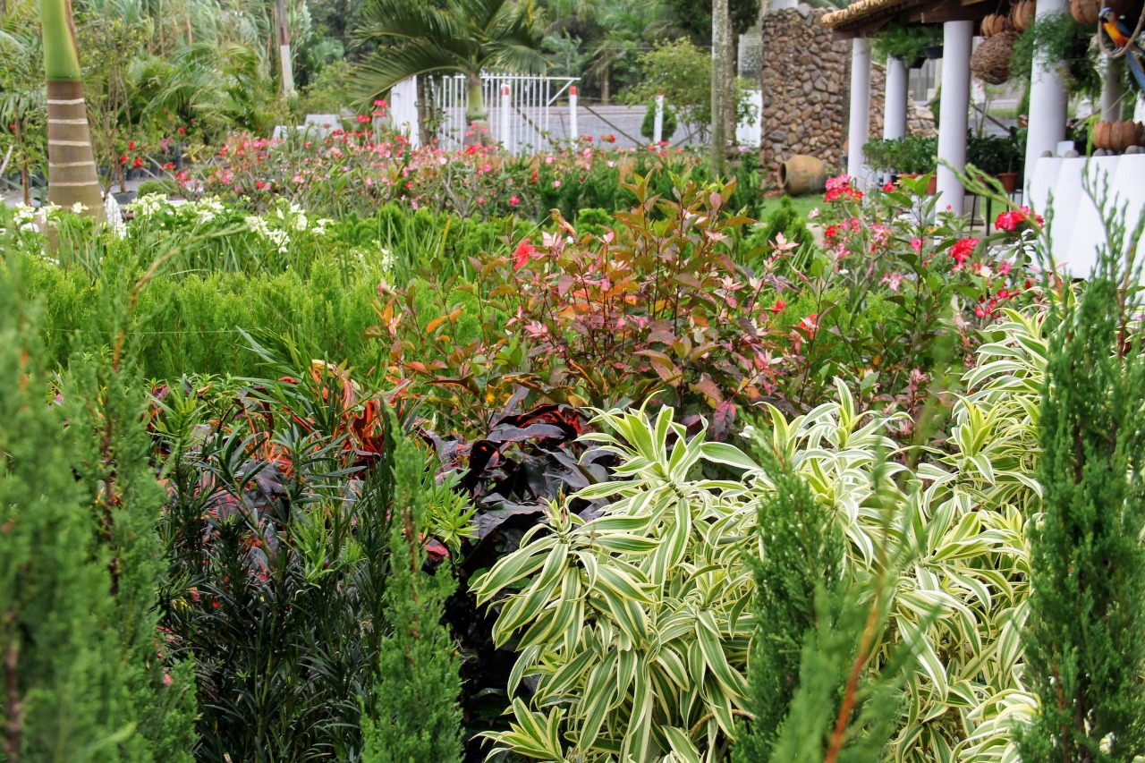 [vídeo] Irrigação pública gera emprego e renda em Lagarto com o cultivo de mudas e plantas ornamentais