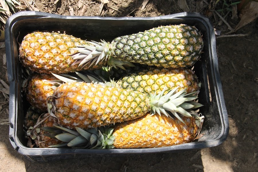 [vídeo] Abacaxi irrigado por perímetro estadual gera renda e emprego em Riachuelo