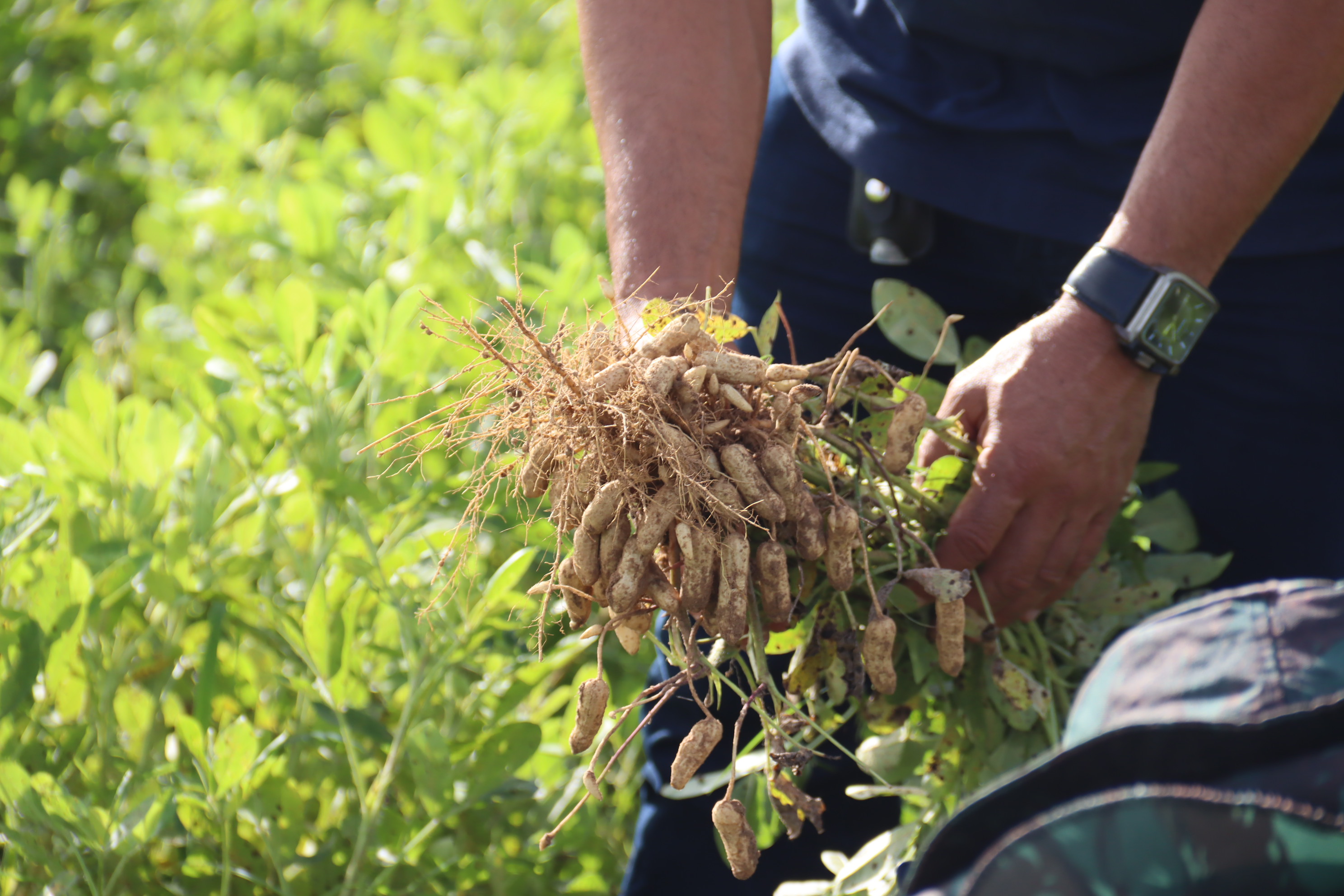 [Vídeo] Irrigação pública em Lagarto produz amendoim para as festas juninas