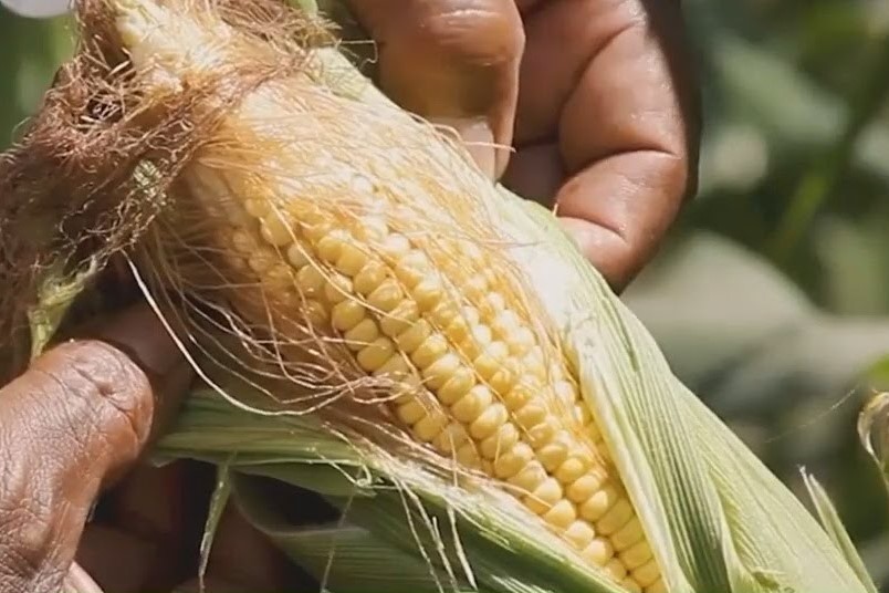 [vídeo] Barragens cheias e milho verde para o período junino em Lagarto são destaque no Agro-SE