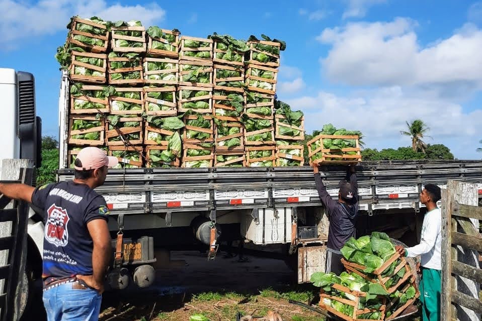 [vídeo] Inverno facilita plantio e gera lucro para quem cultiva repolho em Lagarto