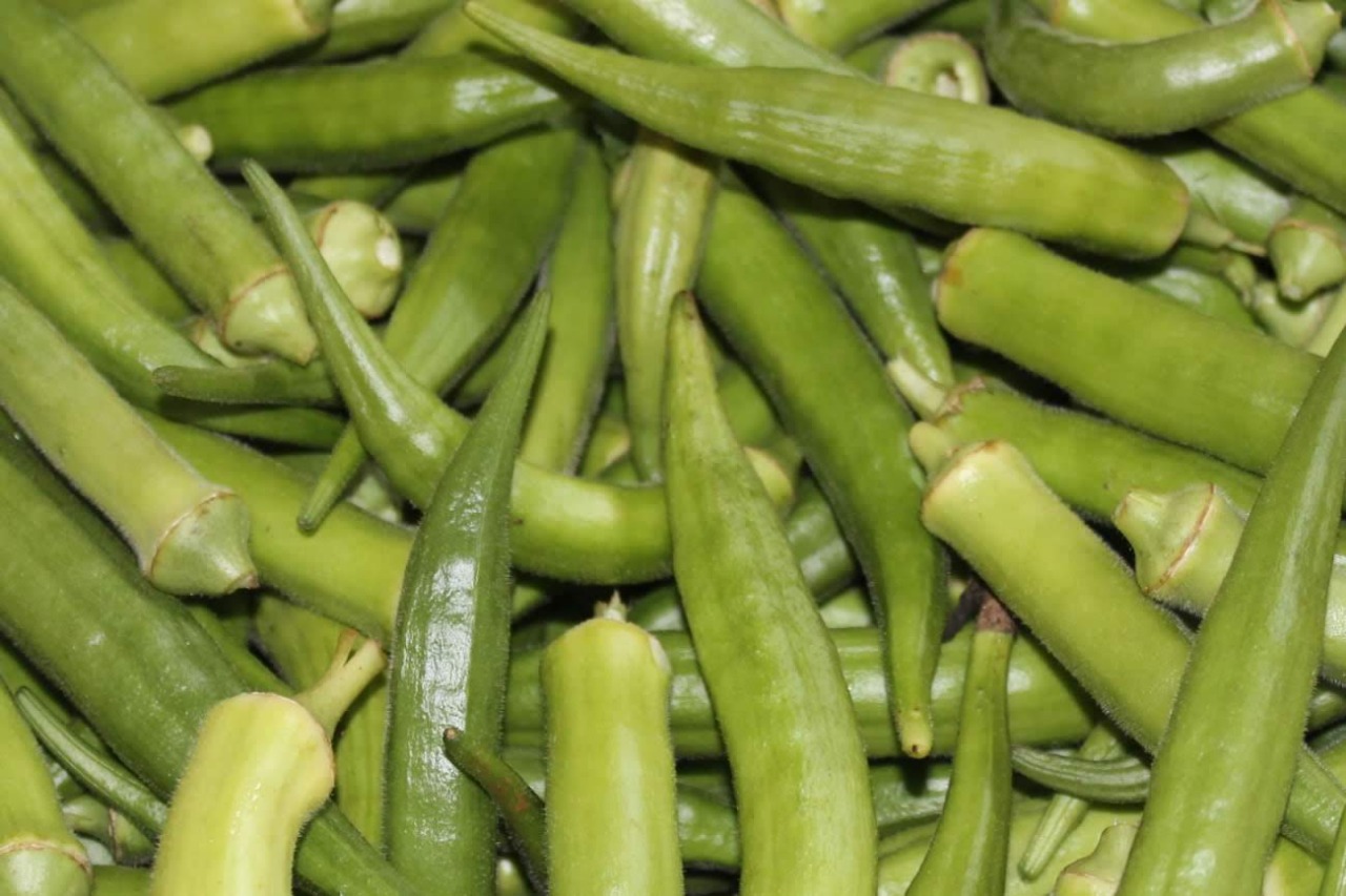 [Vídeo] Lote de quiabo irrigado gera renda ao produtor em pouco espaço