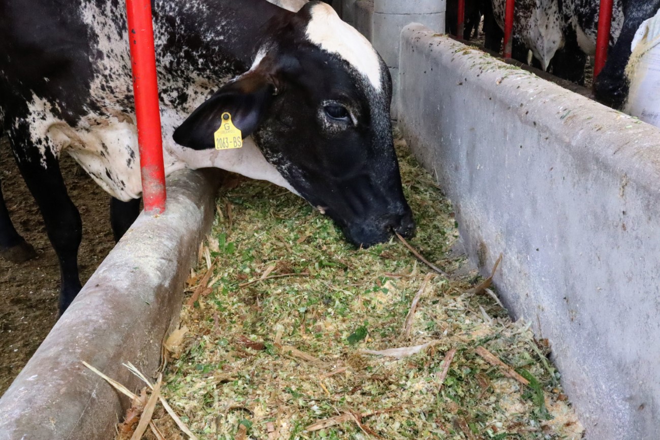 Perímetro irrigado do Governo do Estado fornece produtos para alimentação animal em Lagarto