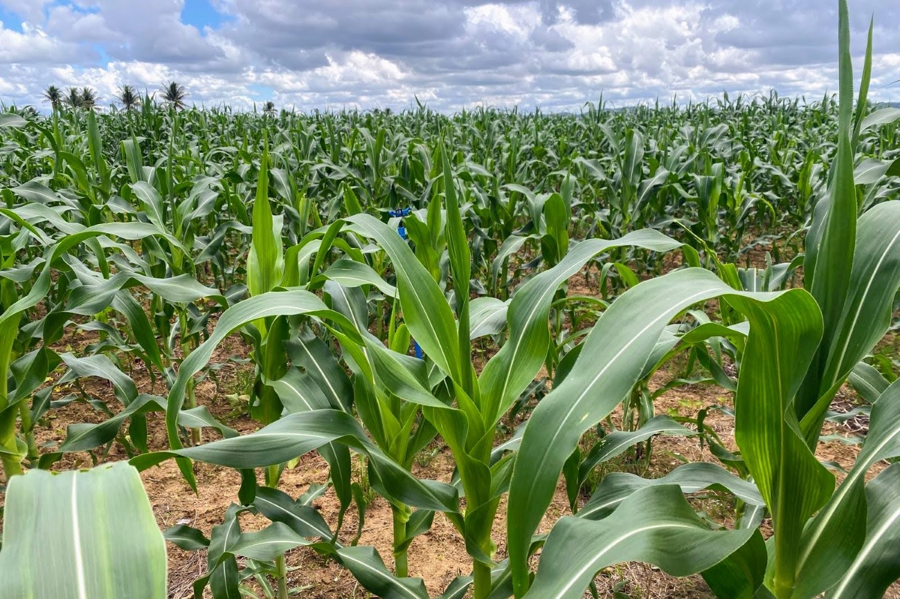 Irrigantes do perímetro de Lagarto vão colher mais de um milhão de espigas de milho no período junino