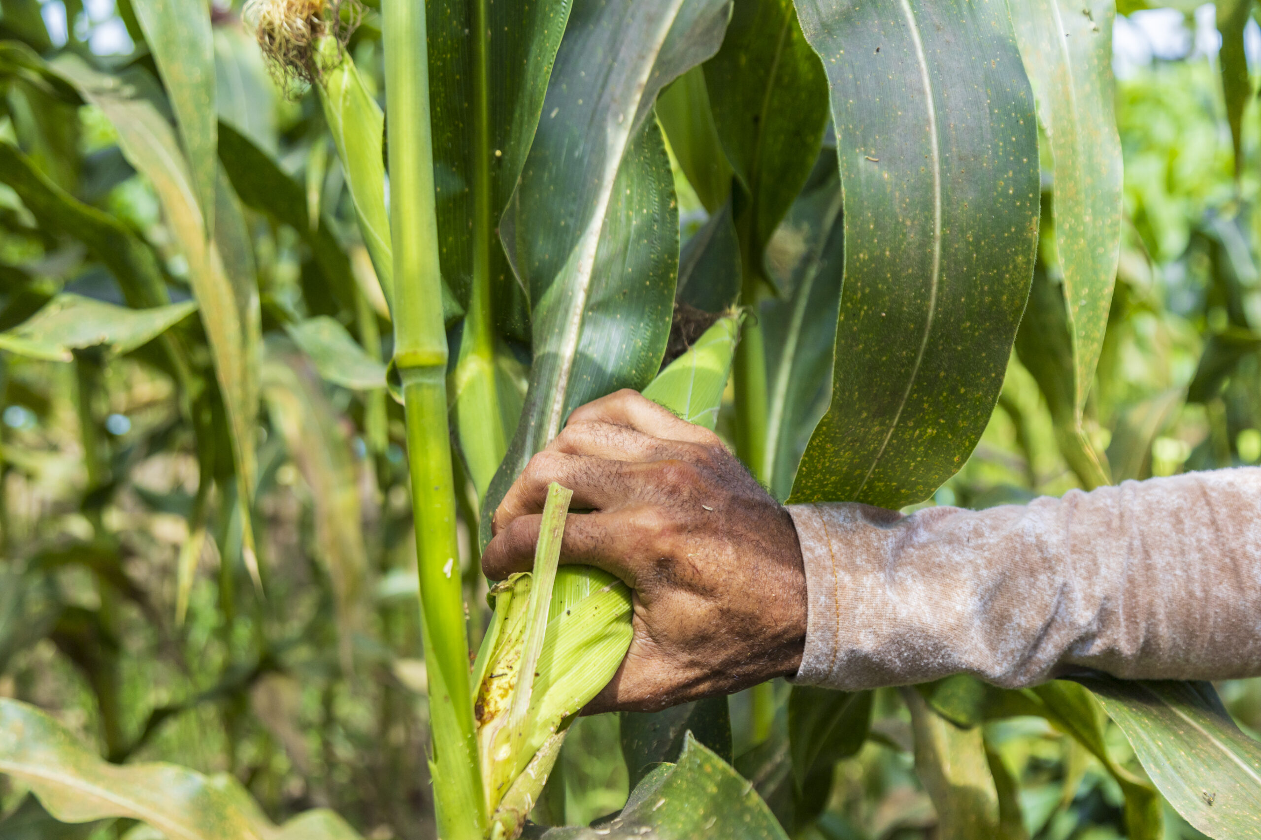 Safra de quase duas mil toneladas de milho verde abastecerá festejos juninos em Sergipe