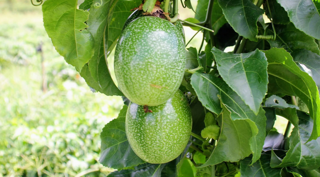 Produção anual de maracujá na irrigação pública aumentou 161% em 2024