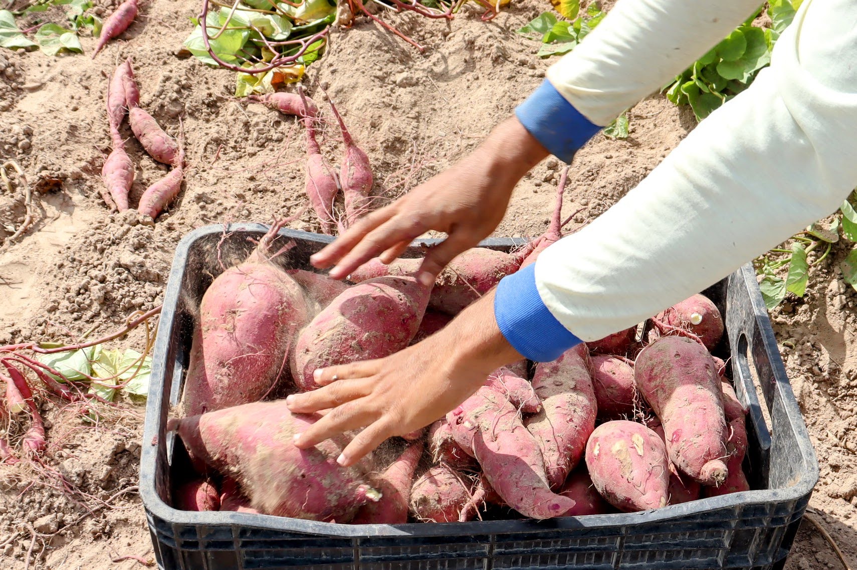 Agricultura Regenerativa quer dobrar produção irrigada de batata-doce sergipana