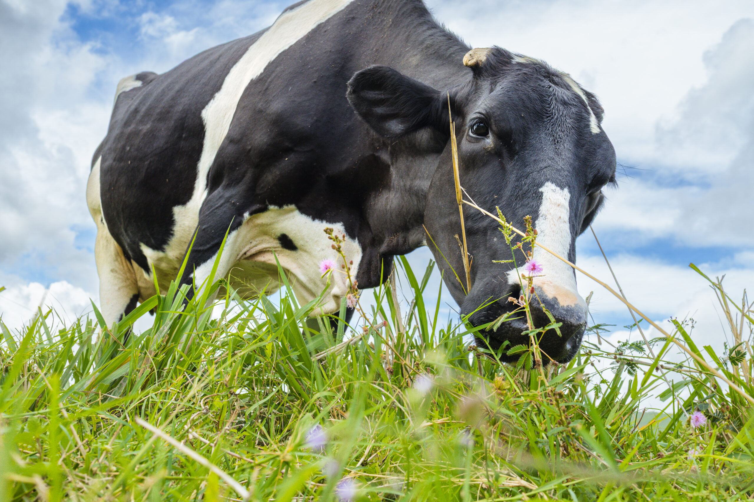 Irrigação fornecida pelo Governo de Sergipe transforma realidade de produtores de leite do centro-sul