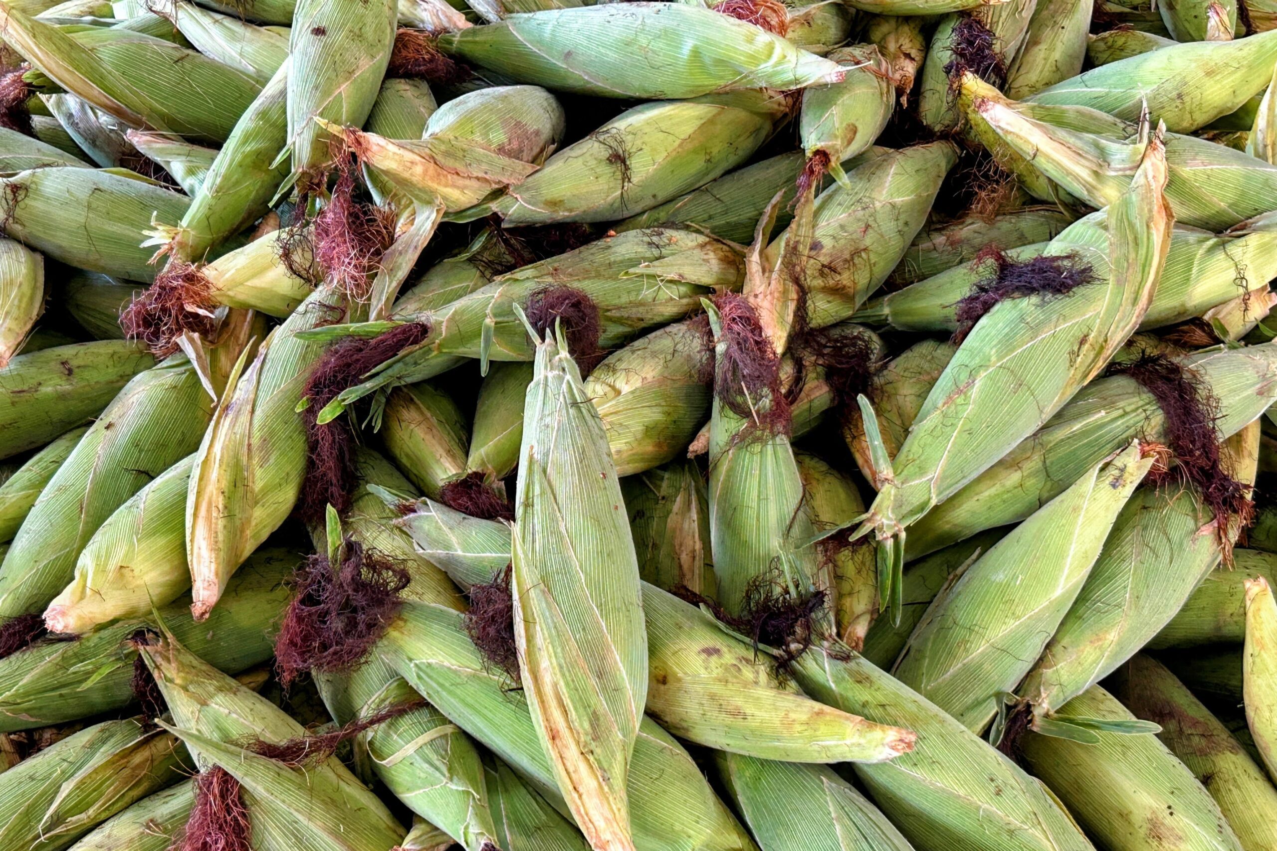 Cresce oferta de milho verde na Ceasa Aracaju com proximidade das festas juninas
