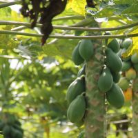 A produ+º+úo cont+¡nua permite encontrar, em um mesmo pomar, p+®s florescendo, com frutos verdes e at+® maduros - Foto Fernando Augusto (Ascom Cohidr