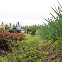 Agricultura orgânica se tornou referência no Perímetro Piauí pelo número de produtores que aderiram e superaram as dificuldades- foto Fernando Augusto (Asc