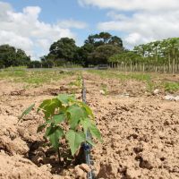 Bom retorno da produ+º+úo est+í fazendo com que pomares de diferentes idades convivam nos lotes - Foto Fernando Augusto (Ascom Cohidro)